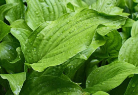 Rostliny mohou zdobit zahradu i výraznými listy