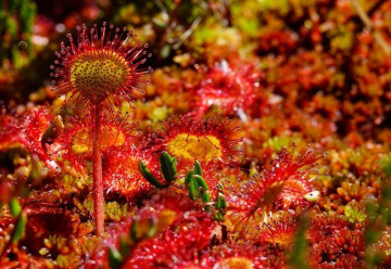 Sázíme a pěstujeme - Rosnatka