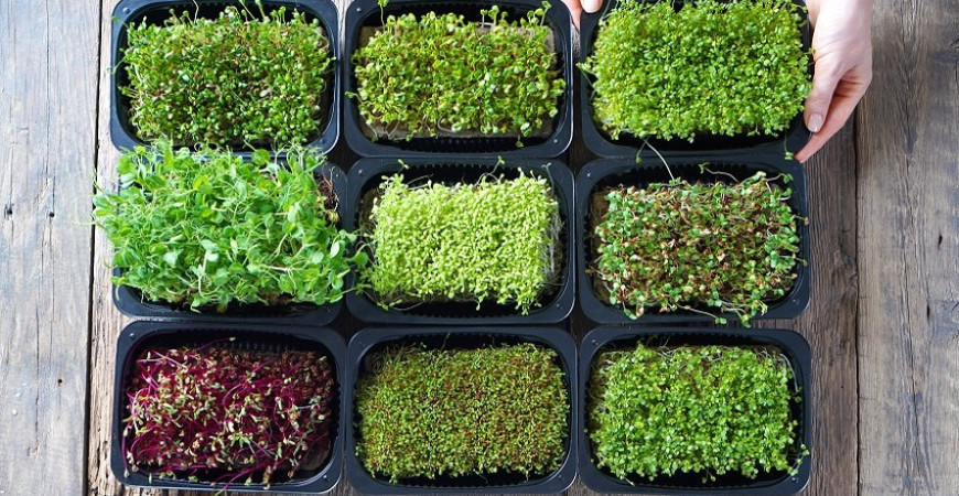 Semena klíčků lze pěstovat celoročně