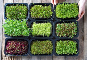 Semena klíčků lze pěstovat celoročně