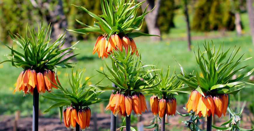 Řebčík a různé kultivary