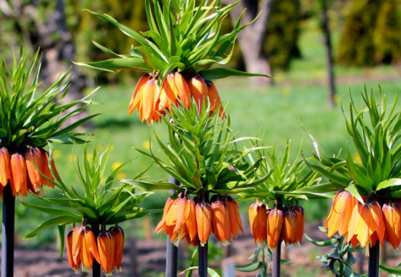 Řebčík a různé kultivary