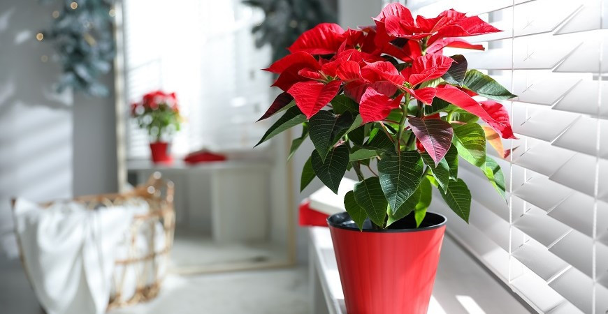 Jak správně pečovat o vánoční hvězdu?