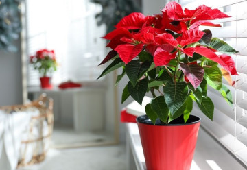 Jak správně pečovat o vánoční hvězdu?