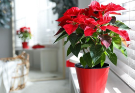 Jak správně pečovat o vánoční hvězdu?