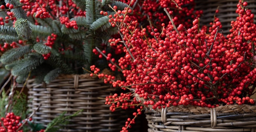 Cesmína se pyšní tmavozelenými lesklými listy a jasně červenými plody