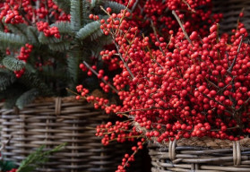 Cesmína se pyšní tmavozelenými lesklými listy a jasně červenými plody