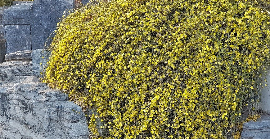 I uprostřed zimy lze mít na zahradě zářivé květy