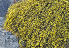 I uprostřed zimy lze mít na zahradě zářivé květy