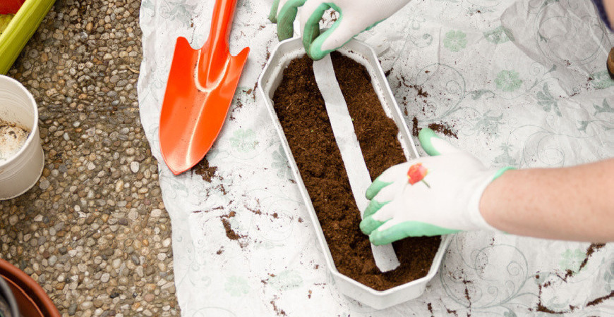 Vypěstujte si zeleninu z výsevních pásků a disků i v srpnu