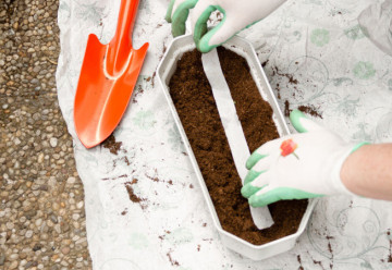 Vypěstujte si zeleninu z výsevních pásků a disků i v srpnu