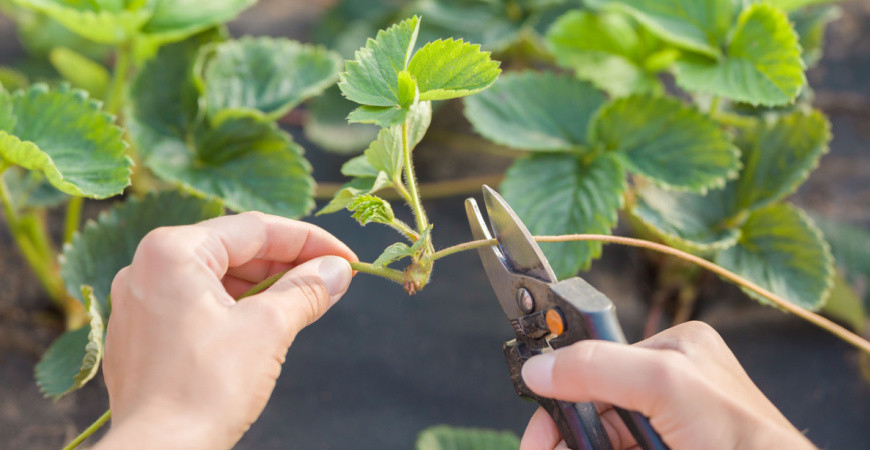 Srpen je ideální dobou na množení jahod