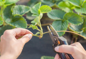 Srpen je ideální dobou na množení jahod