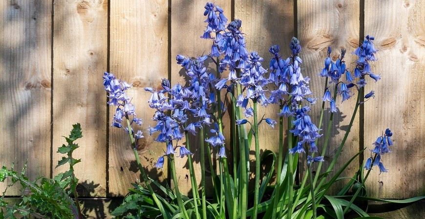 Sázíme a pěstujeme - Hyacintovec