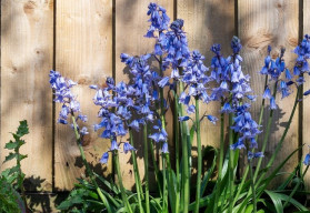 Sázíme a pěstujeme - Hyacintovec