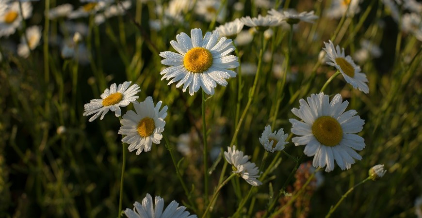 Vysejte si v září semínka heřmánku