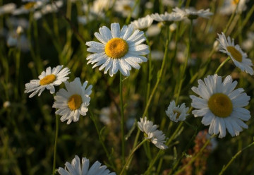 Vysejte si v září semínka heřmánku