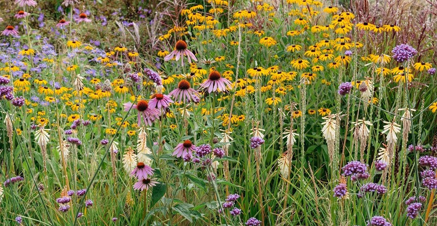 Jak na nenáročnou okrasnou zahradu?