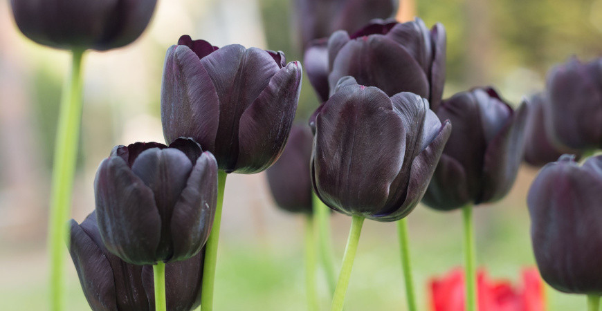 Netradiční květy okrasných rostlin (1)