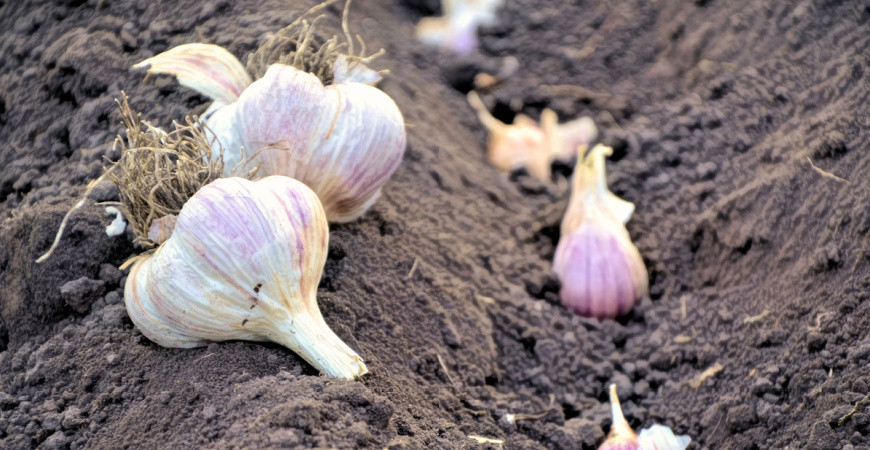Výsadba česneku na podzim