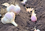 Výsadba česneku na podzim