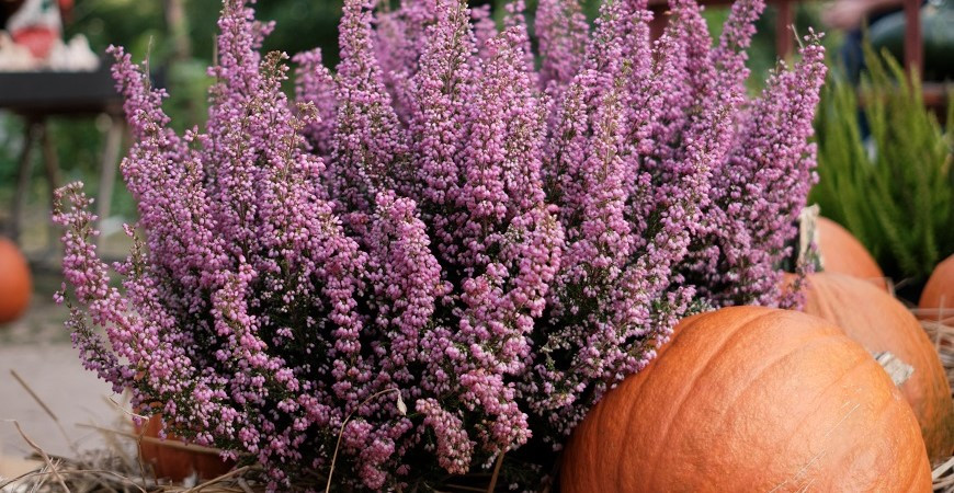 Podzimní střih levandule