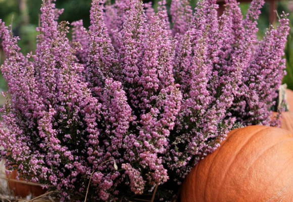 Podzimní střih levandule