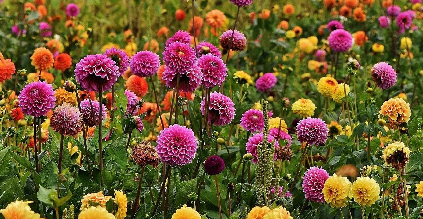 Jiřiny, květiny našich babiček