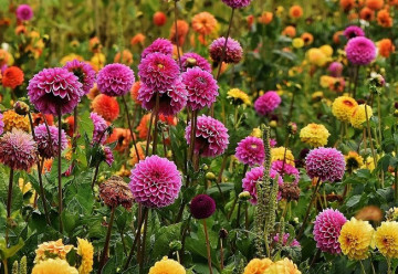 Jiřiny, květiny našich babiček