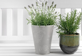 Užitečné vlastnosti pokojových rostlin (2)