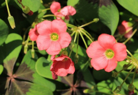 Netradiční květy okrasných rostlin (3)