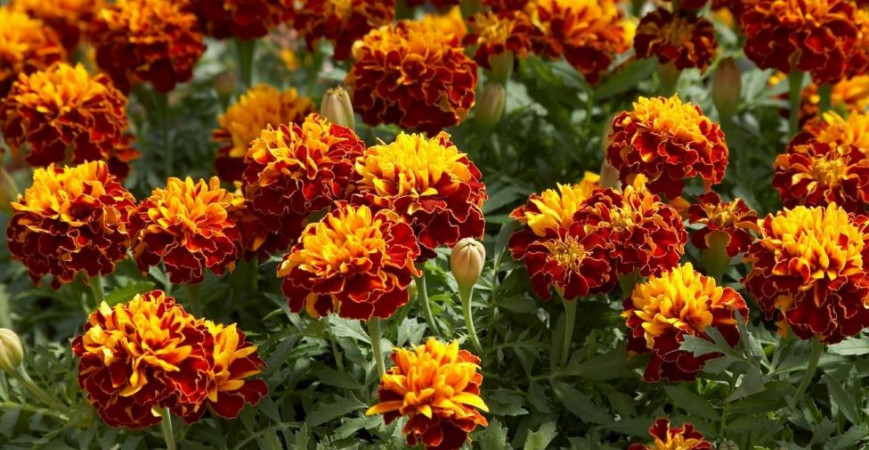 Aksamitníky - nenáročné a vděčné