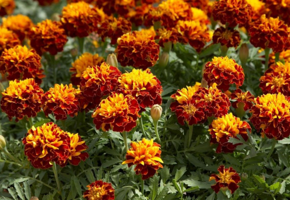 Aksamitníky - nenáročné a vděčné