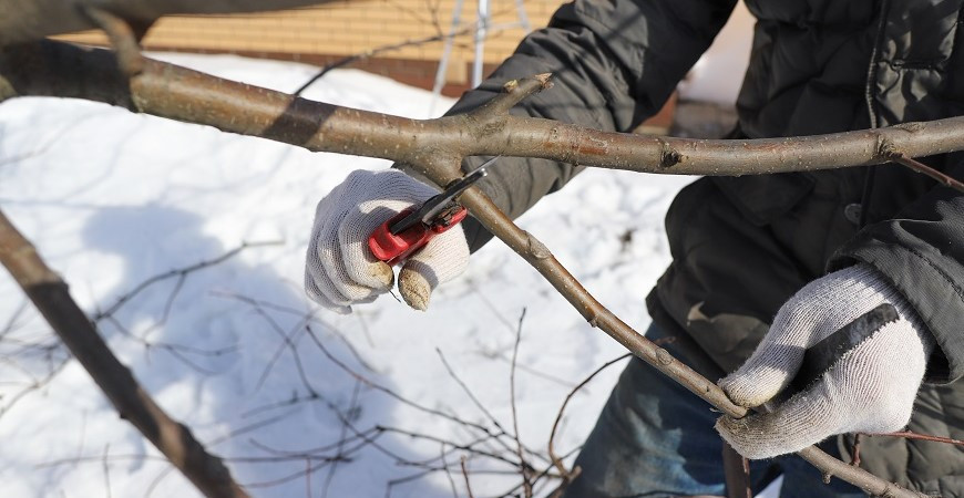 Zimní péče o ovocné stromy
