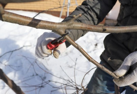 Zimní péče o ovocné stromy