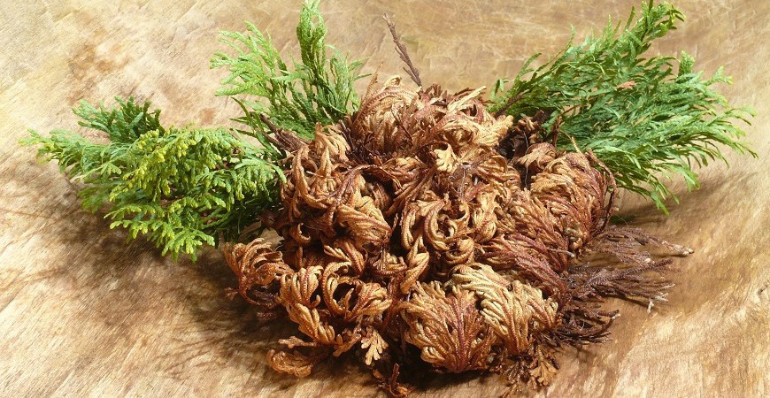 Sázíme a pěstujeme - Růže z Jericha