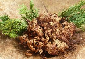 Sázíme a pěstujeme - Růže z Jericha