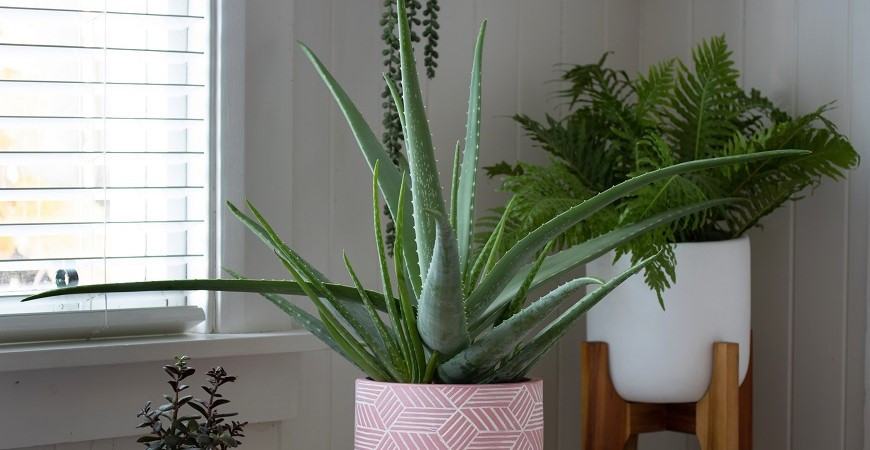 Aloe a její léčivé vlastnosti