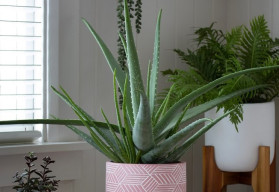 Aloe a její léčivé vlastnosti