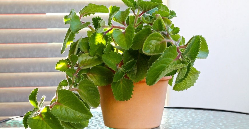 Rýmovník - Přírodní pomocník při nachlazení