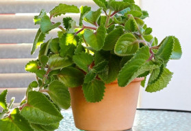 Rýmovník - Přírodní pomocník při nachlazení