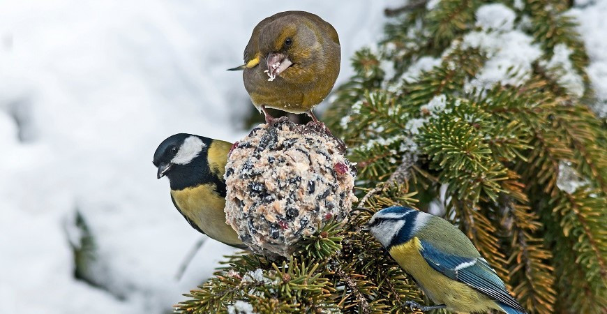 Výroba domácích lojových koulí