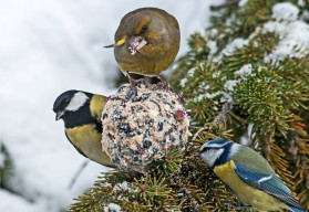 Výroba domácích lojových koulí