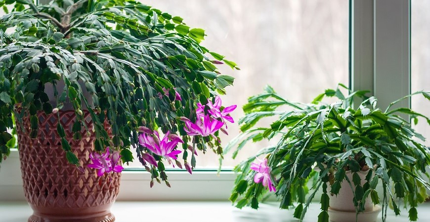 Sázíme a pěstujeme - Vánoční kaktus