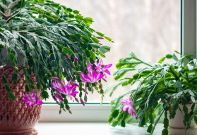 Sázíme a pěstujeme - Vánoční kaktus