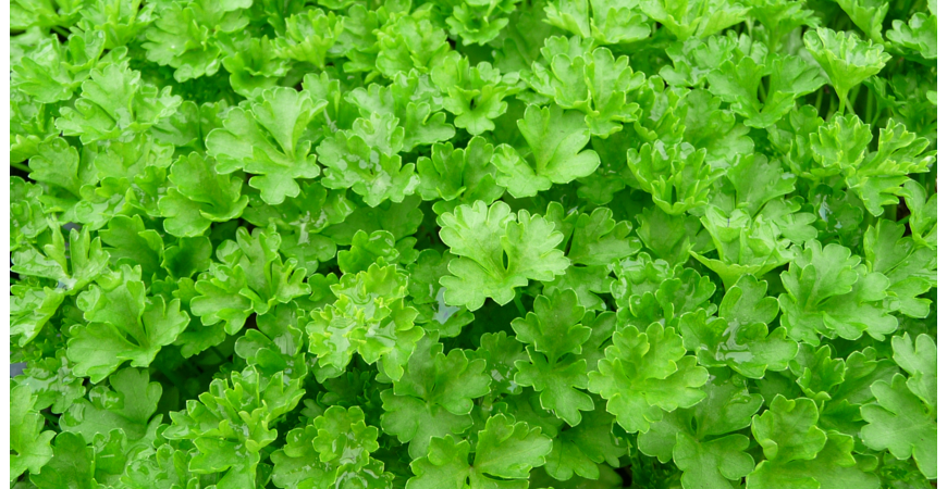 Sázíme a pěstujeme - Petržel