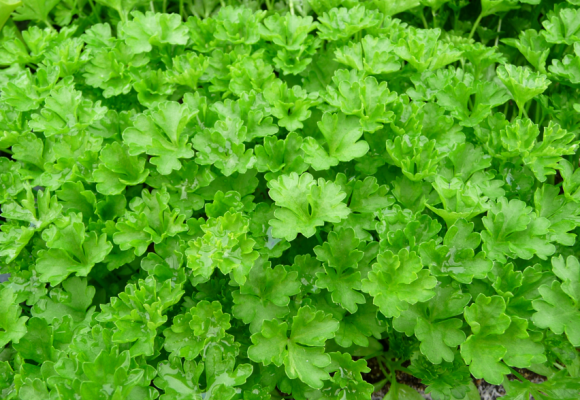 Sázíme a pěstujeme - Petržel