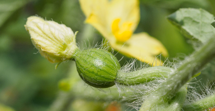 Sázíme a pěstujeme - Meloun