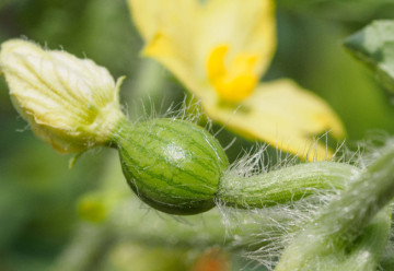 Sázíme a pěstujeme - Meloun