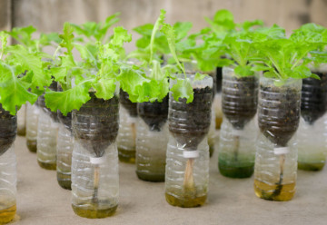 Domácí samozavlažovací květináče